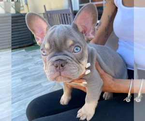 Frenchie Pug Puppy for sale in ENCINO, CA, USA