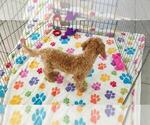 Frankie - Male Cavapoo mix (+ Poodle Miniature) Puppy for Sale - Photo #8