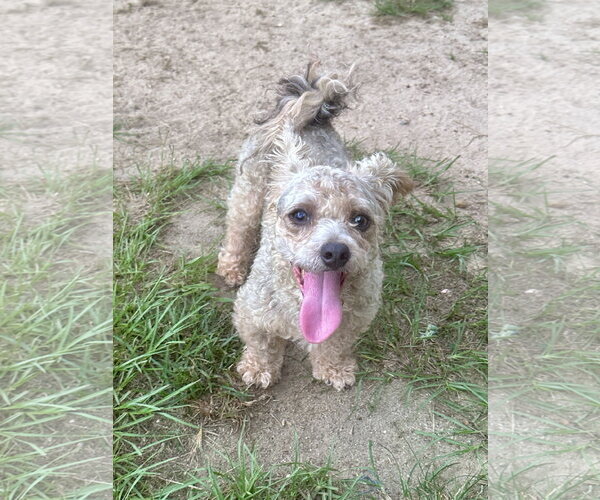 Medium Photo #1 Poodle (Miniature)-Unknown Mix Puppy For Sale in Eastman, GA, USA