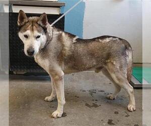 Siberian Husky Dogs for adoption in Camarillo, CA, USA
