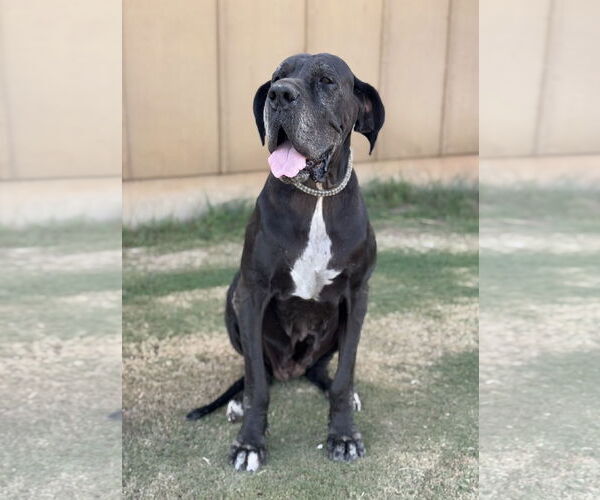 Medium Photo #2 Great Dane Puppy For Sale in PIPE CREEK, TX, USA