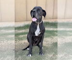 Small #1 Great Dane