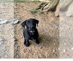 Small Mutt