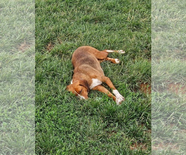 Medium Photo #3 Retriever -Unknown Mix Puppy For Sale in Rustburg, VA, USA