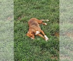 Small #2 Retriever  Mix
