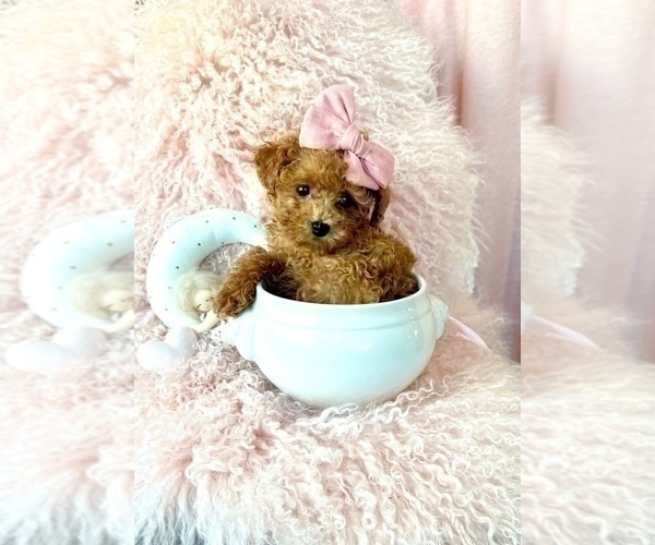 Medium Photo #2 Poodle (Toy) Puppy For Sale in MIAMI, FL, USA