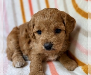Cavapoo (Miniature) Puppy for sale in WAUSEON, OH, USA