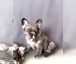 Small #4 French Bulldog