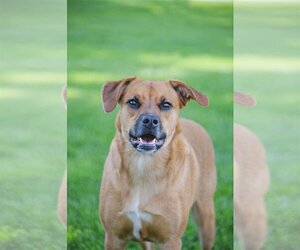 Rae - Female Labrador Retriever-Unknown Mix Dog for Adoption - Photo #8
