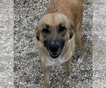 Small #3 Labrador Retriever Mix