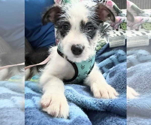 Medium Photo #2 Poodle (Standard)-Staffordshire Bull Terrier Mix Puppy For Sale in Clarkston, MI, USA