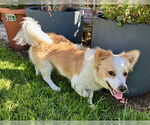 Small Chihuahua Mix
