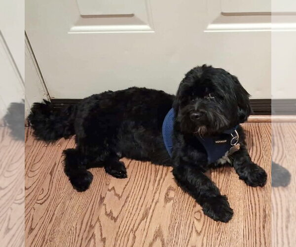 Medium Photo #1 Shih Apso Puppy For Sale in Spring Lake, NC, USA