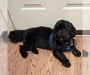 Shih Apso Dogs for adoption in Spring Lake, NC, USA