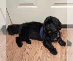 Small Shih Apso