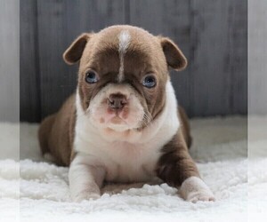Boston Terrier Puppy for sale in FREDERICKSBG, OH, USA