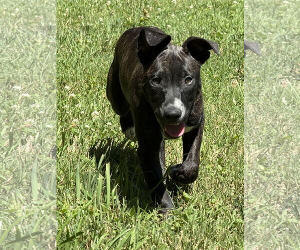 Medium Photo #4 American Pit Bull Terrier-Labrador Retriever Mix Puppy For Sale in Wesley Chapel, SC, USA