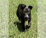 Small #3 American Pit Bull Terrier-Labrador Retriever Mix