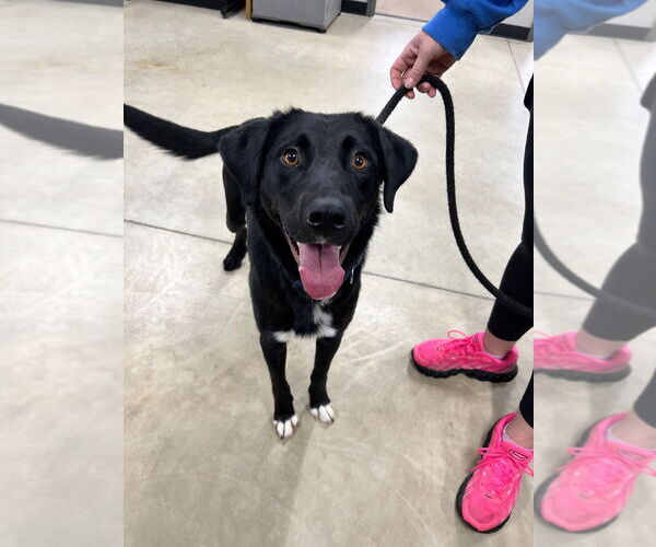 Medium Photo #4 Borador Puppy For Sale in Pierceton , IN, USA