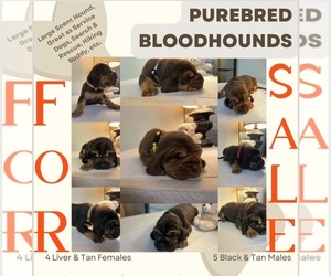 Bloodhound Puppy for sale in SAN BERNARDINO, CA, USA