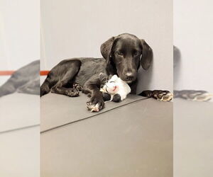 Labrador Retriever-Unknown Mix Dogs for adoption in Hilton Head, SC, USA