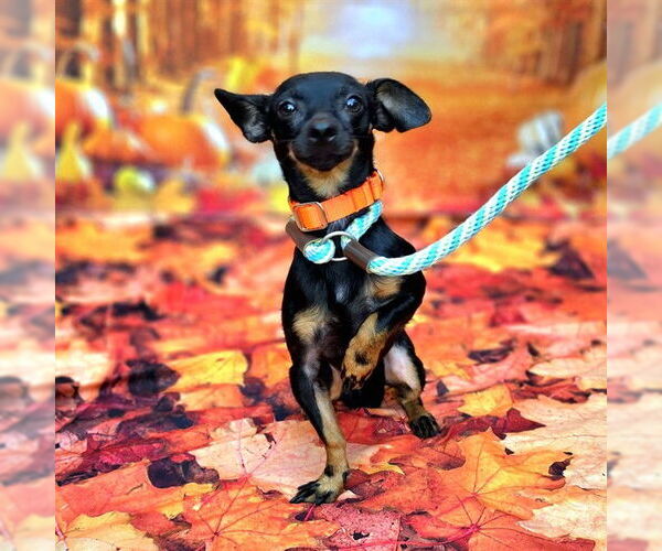 Medium Photo #1 Chihuahua Puppy For Sale in Long Beach, CA, USA
