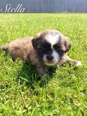 Shih Tzu Puppy for sale in ELBERTA, AL, USA