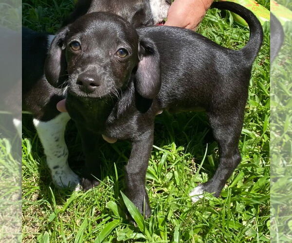 Medium Photo #8 Beagle-Unknown Mix Puppy For Sale in Canton, CT, USA