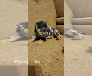 Catahoula Leopard Dog-Rottweiler Mix Puppy for sale in BRADFORD, NY, USA