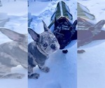Small #4 French Bulldog