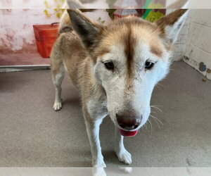 Siberian Husky Dogs for adoption in San Bernardino, CA, USA