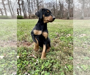 Doberman Pinscher Puppy for sale in NEWTON, NC, USA