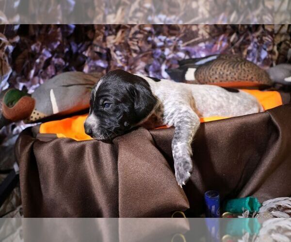 Medium Photo #67 German Shorthaired Pointer Puppy For Sale in EVANSVILLE, WY, USA
