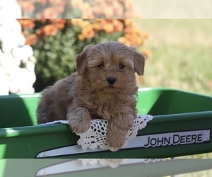 ShihPoo Puppy for sale in CENTRALIA, IL, USA