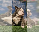 Small Photo #8 American Bully Puppy For Sale in CHESAPEAKE, VA, USA