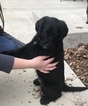 Small Photo #3 Labradoodle Puppy For Sale in CLINTON CNTY, OH, USA