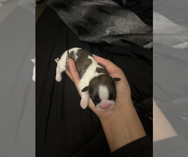 Medium Photo #2 Shih Tzu Puppy For Sale in MEMPHIS, TN, USA