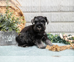 Small #4 Schnauzer (Miniature)