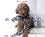 Small Photo #27 Goldendoodle Puppy For Sale in DEMOPOLIS, AL, USA