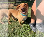 Small Dachshund Mix