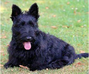 Mother of the Scottish Terrier puppies born on 02/14/2026
