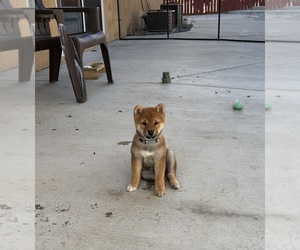 Shiba Inu Puppy for sale in TEMECULA, CA, USA