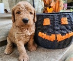 Small #1 Doodle-Goldendoodle Mix