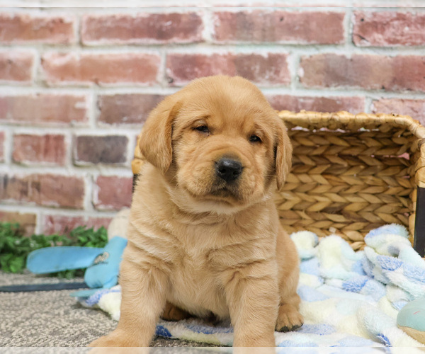 Medium Photo #6 Labrador Retriever Puppy For Sale in SYRACUSE, IN, USA