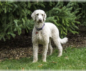 Goldendoodle Dogs for adoption in Farmington, MN, USA