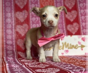Chihuahua Puppy for sale in LANCASTER, PA, USA