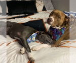Small #7 American Pit Bull Terrier Mix
