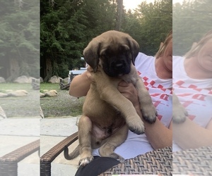 Mastiff Puppy for sale in MIDDLE GROVE, NY, USA