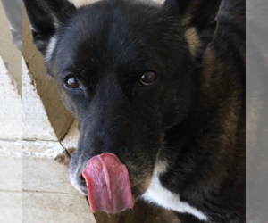 Shepradors Dogs for adoption in TARZANA, CA, USA