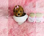 Small #21 Poodle (Toy)